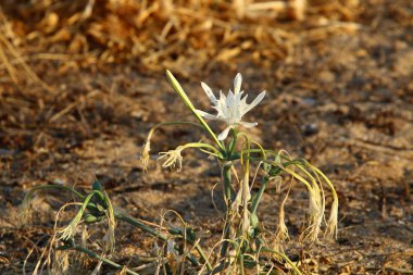 İsrail devletinin kuzeyindeki Akdeniz 'in kumlu sahillerinde, bir zambak yıldızı çiçek açar (Pankrati denizi) 