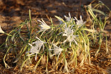 İsrail devletinin kuzeyindeki Akdeniz 'in kumlu sahillerinde, bir zambak yıldızı çiçek açar (Pankrati denizi) 