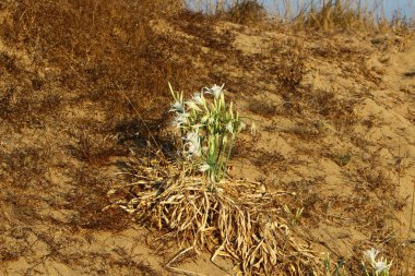 İsrail devletinin kuzeyindeki Akdeniz 'in kumlu sahillerinde, bir zambak yıldızı çiçek açar (Pankrati denizi) 