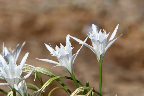 Sandy Shore Mediterranean Sea North State Israel Star Lily Blooms — Stock Photo, Image