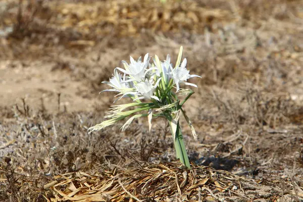 Orilla Arenosa Del Mar Mediterráneo Norte Del Estado Israel Florece —  Fotos de Stock