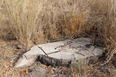 Şehir parkında yaşlı ve çürük bir kütük, Kuzey İsrail 'de kesilmiş ağaç. 