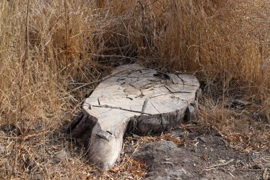 Şehir parkında yaşlı ve çürük bir kütük, Kuzey İsrail 'de kesilmiş ağaç. 