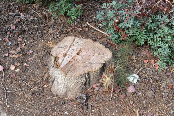 Alter Und Morscher Baumstumpf Einem Stadtpark Gesägter Baum Nordisrael — Stockfoto