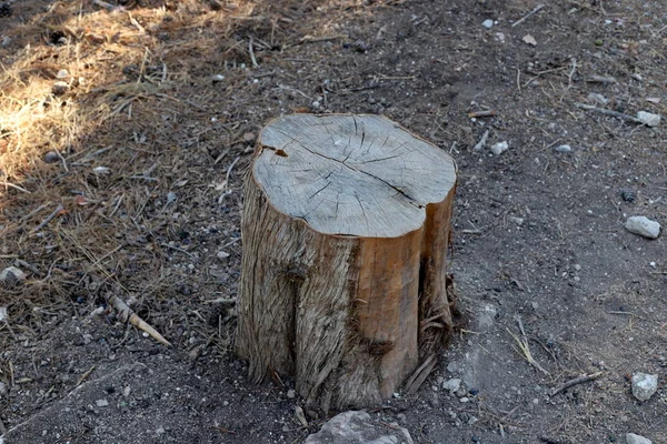 Alter Und Morscher Baumstumpf Einem Stadtpark Gesägter Baum Nordisrael — Stockfoto