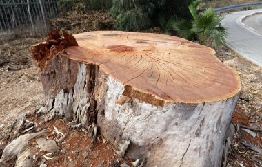 Şehir parkında yaşlı ve çürük bir kütük, Kuzey İsrail 'de kesilmiş ağaç. 