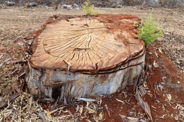 Şehir parkında yaşlı ve çürük bir kütük, Kuzey İsrail 'de kesilmiş ağaç. 