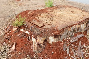 Şehir parkında yaşlı ve çürük bir kütük, Kuzey İsrail 'de kesilmiş ağaç. 