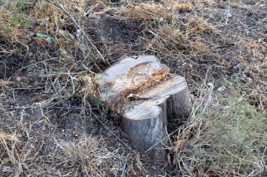 Şehir parkında yaşlı ve çürük bir kütük, Kuzey İsrail 'de kesilmiş ağaç. 