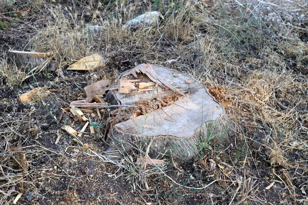 Vieux Tronc Pourri Dans Parc Urbain Arbre Scié Dans Nord — Photo