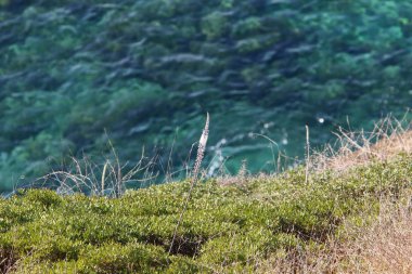 İsrail devletinin kuzeyinde Akdeniz'in ıssız kıyıları 