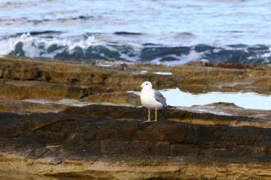 İsrail devletinin kuzeyinde Akdeniz'in ıssız kıyıları 