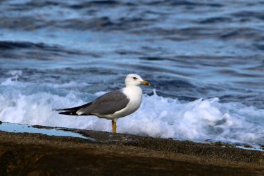 İsrail devletinin kuzeyinde Akdeniz'in ıssız kıyıları 