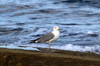 İsrail devletinin kuzeyinde Akdeniz'in ıssız kıyıları 