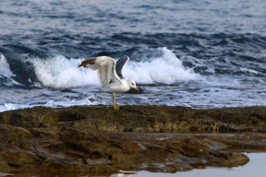 İsrail devletinin kuzeyinde Akdeniz'in ıssız kıyıları 