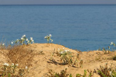 İsrail devletinin kuzeyinde Akdeniz'in ıssız kıyıları 