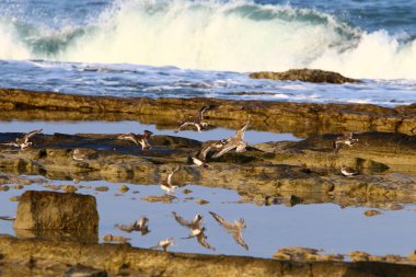 İsrail devletinin kuzeyinde Akdeniz'in ıssız kıyıları 