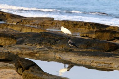İsrail devletinin kuzeyinde Akdeniz'in ıssız kıyıları 
