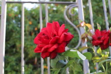 İsrail 'in kuzeyindeki bir parkta sonbahar bitkileri ve çiçekler 