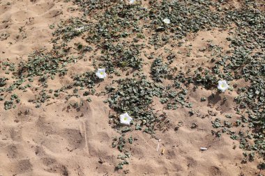 İsrail 'in kuzeyindeki bir parkta sonbahar bitkileri ve çiçekler 