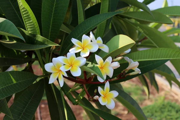 Plante Toamnă Flori Într Parc Din Nordul Israelului — Fotografie, imagine de stoc