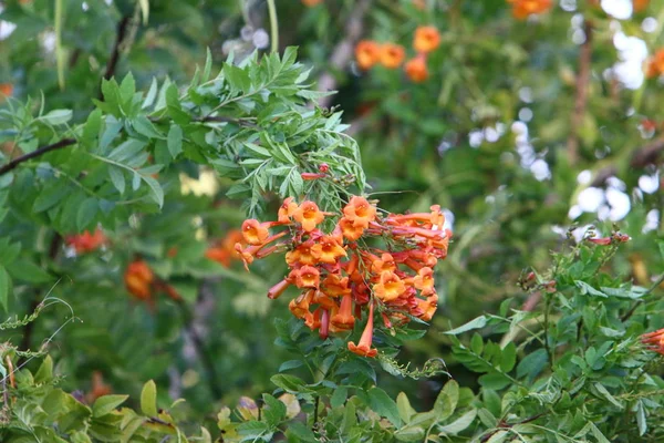 Plantas Outono Flores Parque Norte Israel — Fotografia de Stock