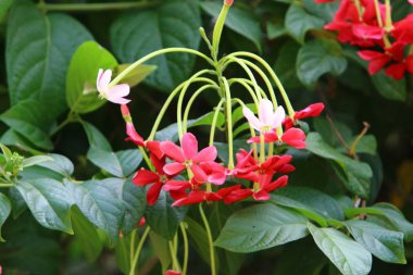 İsrail 'in kuzeyindeki bir parkta sonbahar bitkileri ve çiçekler 