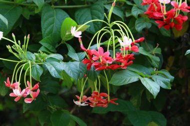 İsrail 'in kuzeyindeki bir parkta sonbahar bitkileri ve çiçekler 