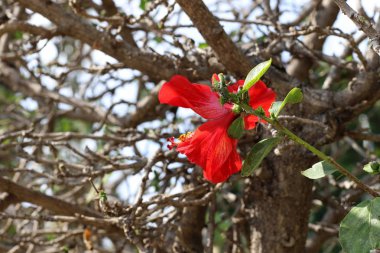İsrail 'in kuzeyindeki bir parkta sonbahar bitkileri ve çiçekler 