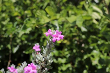 İsrail 'in kuzeyindeki bir parkta sonbahar bitkileri ve çiçekler 