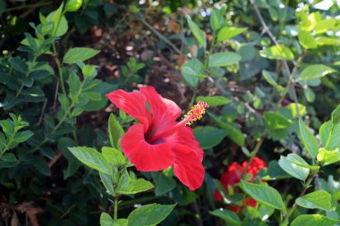 İsrail 'in kuzeyindeki bir parkta sonbahar bitkileri ve çiçekler 