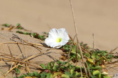 İsrail 'in kuzeyindeki bir parkta sonbahar bitkileri ve çiçekler 