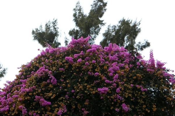 Herbstpflanzen Und Blumen Einem Park Norden Von Israel — Stockfoto