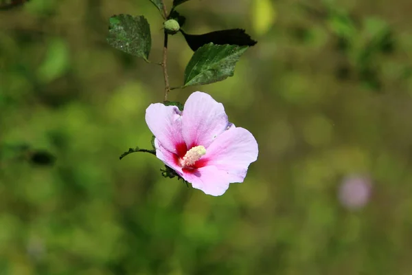 イスラエル北部の公園にある秋の植物や花 — ストック写真