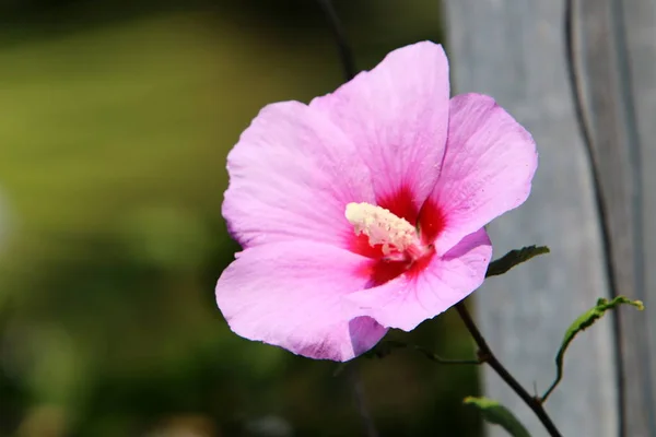 イスラエル北部の公園にある秋の植物や花 — ストック写真