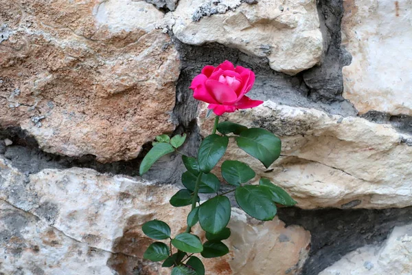 Plantas Outono Flores Parque Norte Israel — Fotografia de Stock