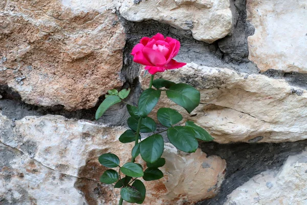 Herbstpflanzen Und Blumen Einem Park Norden Von Israel — Stockfoto