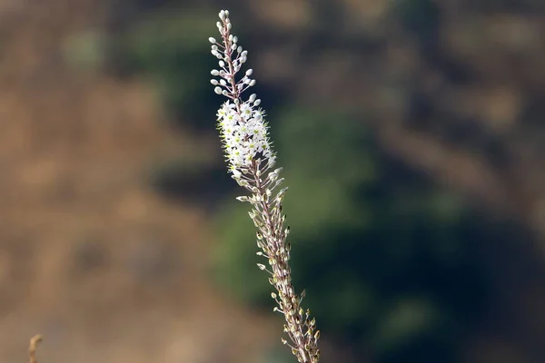 Autumn Plants Flowers Park North Israel — Stock Photo, Image