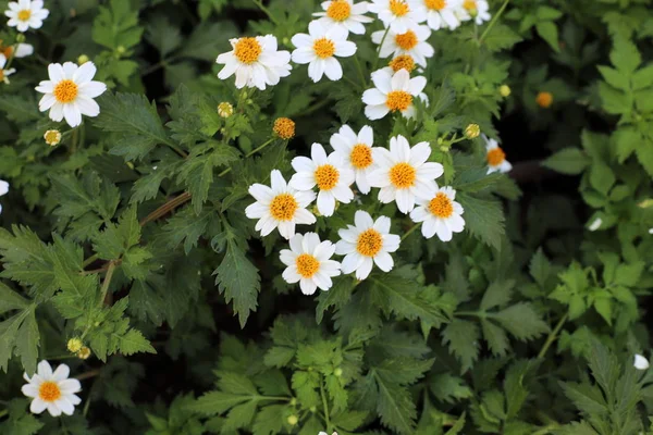 Höst Växter Och Blommor Park Norra Israel — Stockfoto