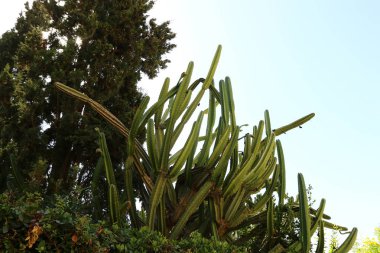 İsrail 'in kuzeyindeki bir şehir parkında büyük ve dikenli bir kaktüs büyüdü. 