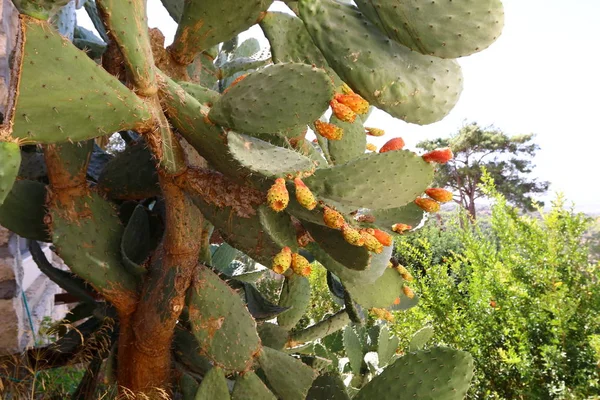 Dans Parc Urbain Nord Israël Grand Cactus Épineux Poussé — Photo