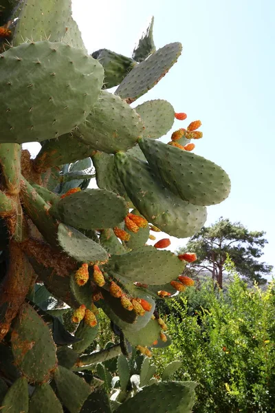 Dans Parc Urbain Nord Israël Grand Cactus Épineux Poussé — Photo