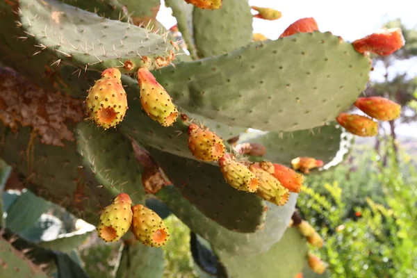 Einem Stadtpark Norden Israels Wuchs Ein Großer Stacheliger Kaktus — Stockfoto