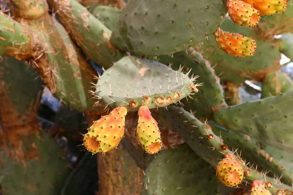 City Park North Israel Large Prickly Cactus Grew — Stock Photo, Image