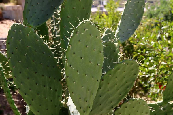 Dans Parc Urbain Nord Israël Grand Cactus Épineux Poussé — Photo