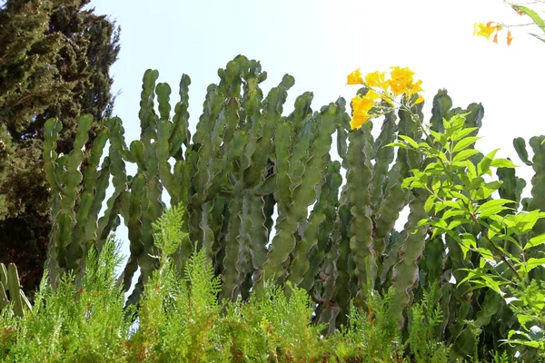 在以色列北部的一个城市公园里 长了一个又大又多刺的仙人掌 — 图库照片