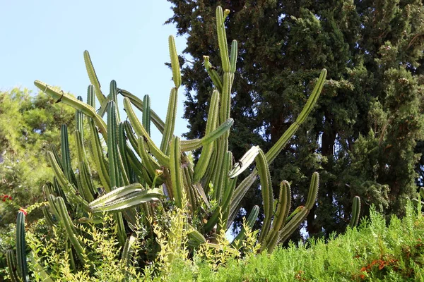 Einem Stadtpark Norden Israels Wuchs Ein Großer Stacheliger Kaktus — Stockfoto