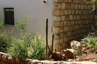 İsrail 'in kuzeyindeki bir şehir parkında büyük ve dikenli bir kaktüs büyüdü. 