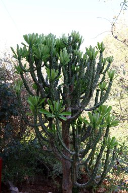 İsrail 'in kuzeyindeki bir şehir parkında büyük ve dikenli bir kaktüs büyüdü. 