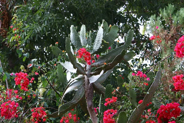 Dans Parc Urbain Nord Israël Grand Cactus Épineux Poussé — Photo